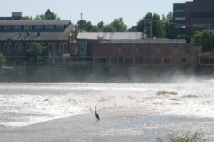2007.09.13-Great-Blue-Heron-Bowersock