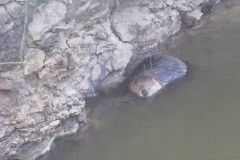 beaver-1