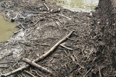 Debris in South Plant flume
